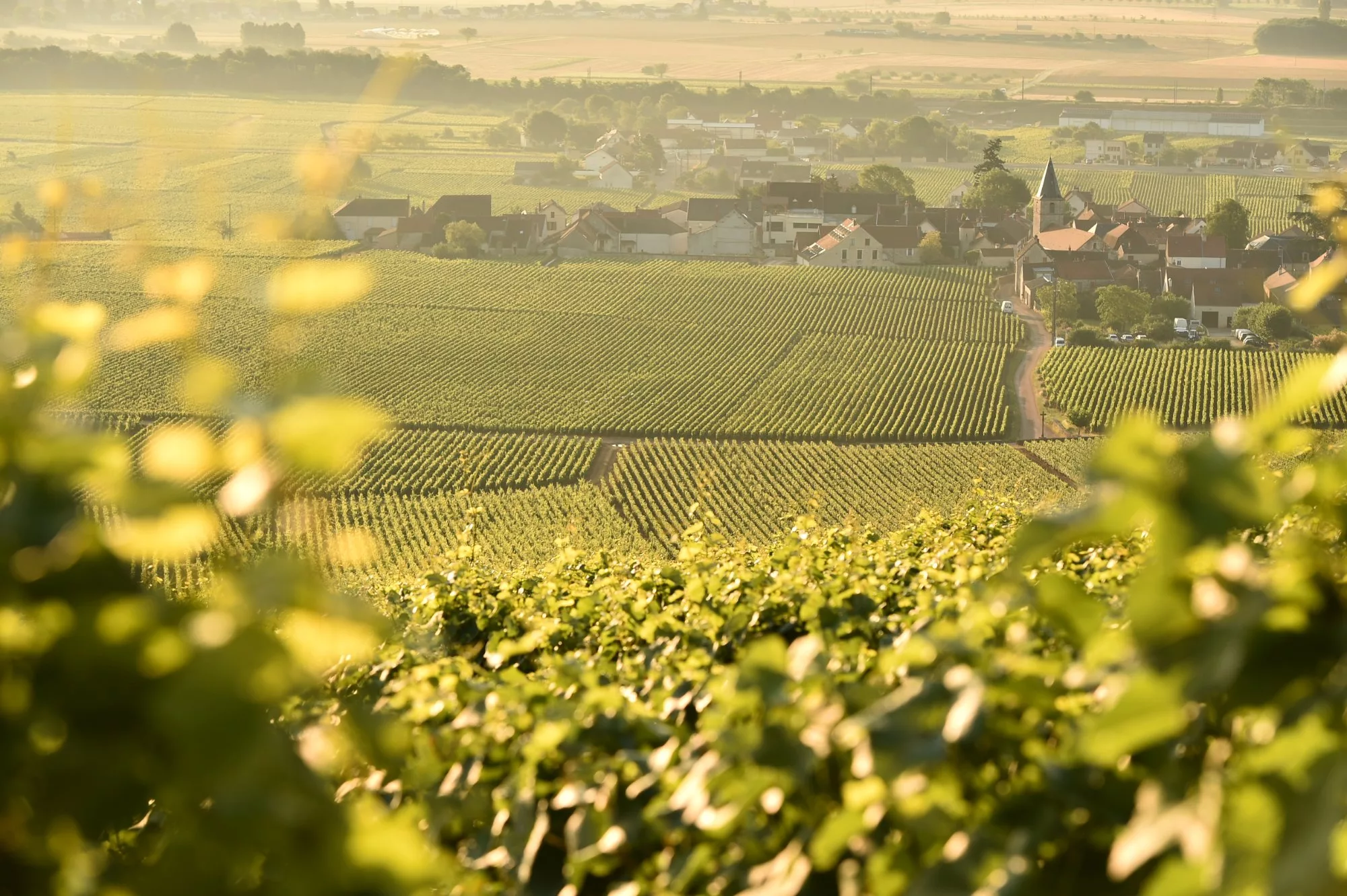 Photographe Viticole / Vin à Dijon — FOXAEP