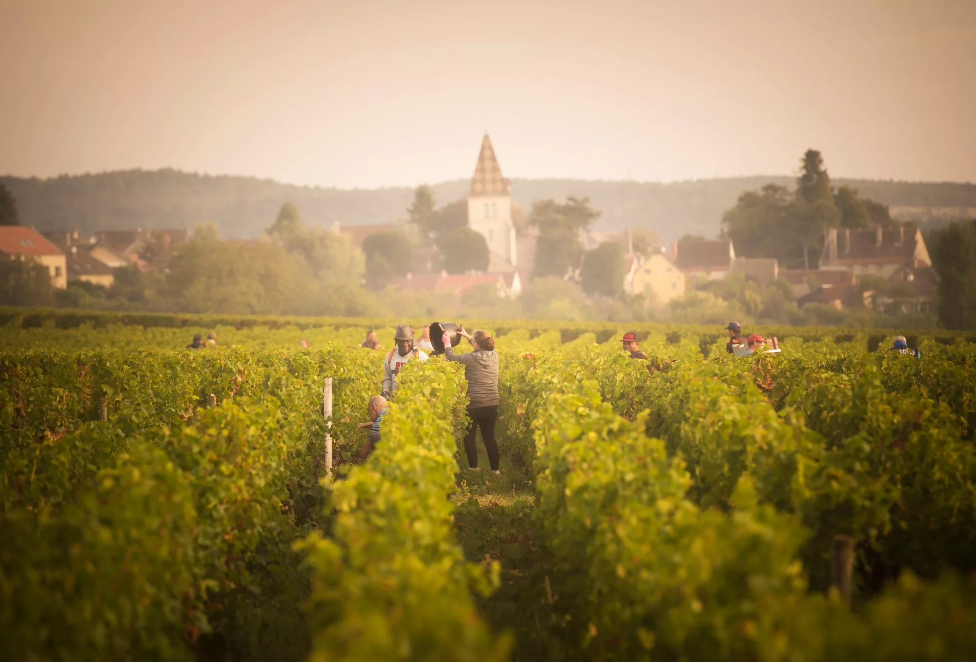 Photographe Viticole / Vin à Dijon — FOXAEP