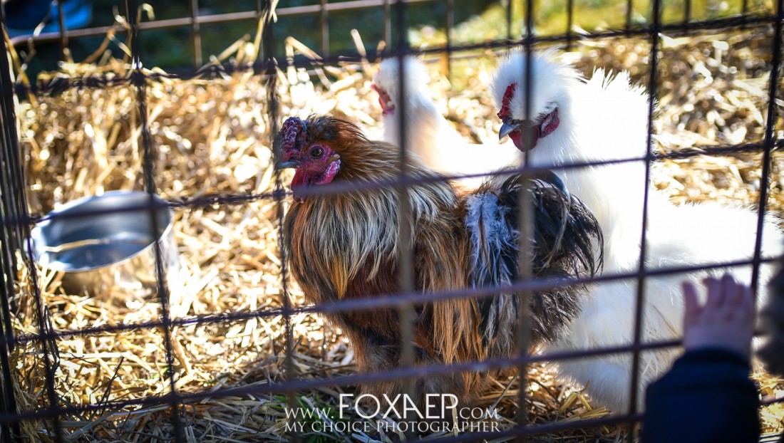 La Chasse aux Oeufs — FOXAEP, photographe Bourgogne