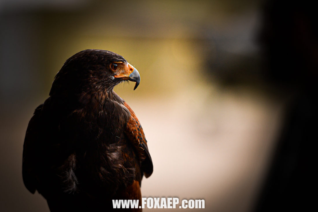Happy Dream Child – Baptême de l’air ! — FOXAEP, photographe Bourgogne
