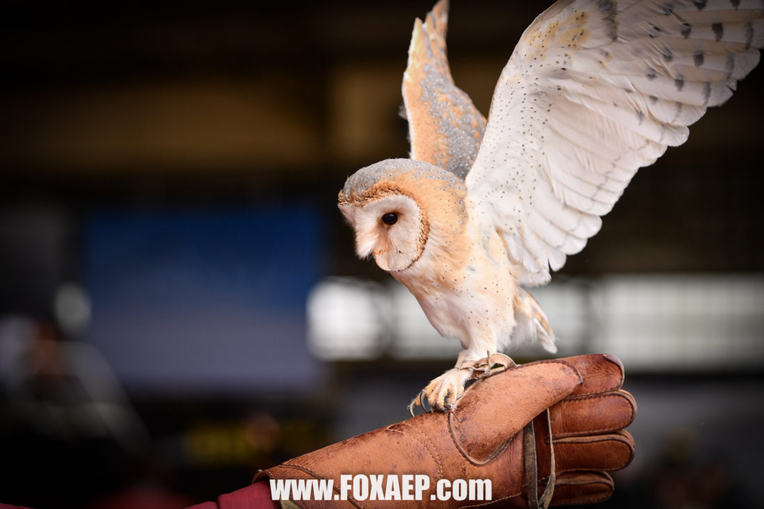 Happy Dream Child – Baptême de l’air ! — FOXAEP, photographe Bourgogne
