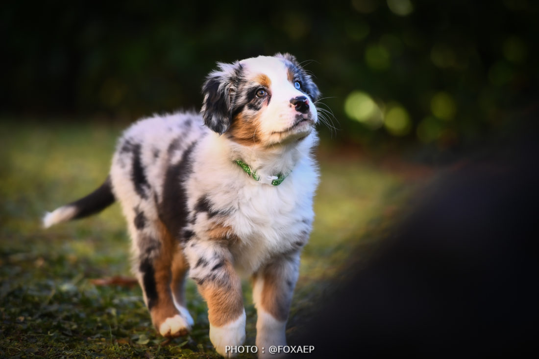 Photographe Animalier Dijon — FOXAEP, photographe Bourgogne
