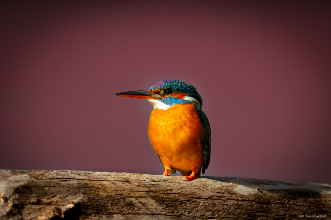 Martin Pecheur dEurope femmelle 1 scaled — FOXAEP, photographe Bourgogne