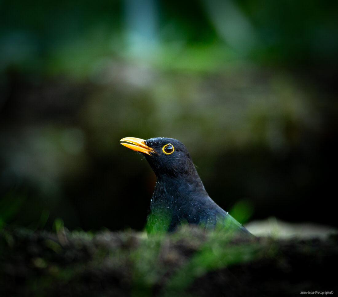 Merle Noir Male 3 — FOXAEP, photographe Bourgogne